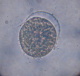 ふ化する胞胚