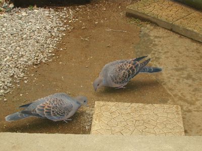 デデとポッポ