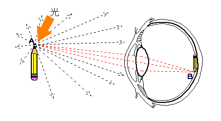 ものが見えるしくみ