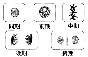 体細胞分裂模式図