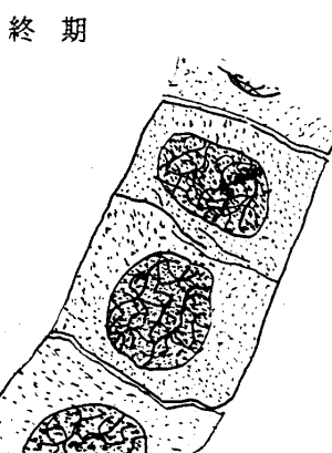 体細胞分裂終期