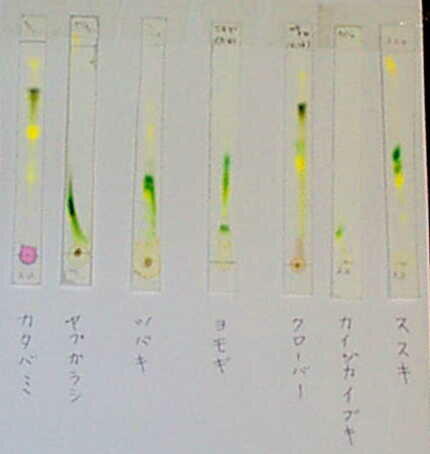 いろいろな植物の色素の展開結果