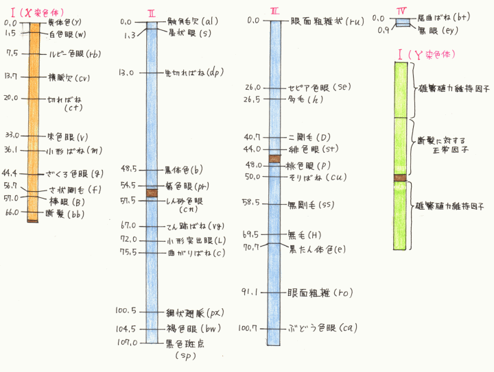 染色体地図