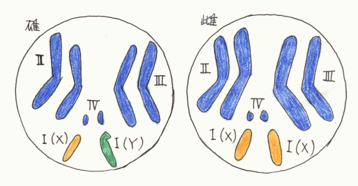 染色体の数と形