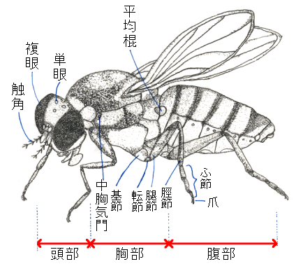 生徒のスケッチ