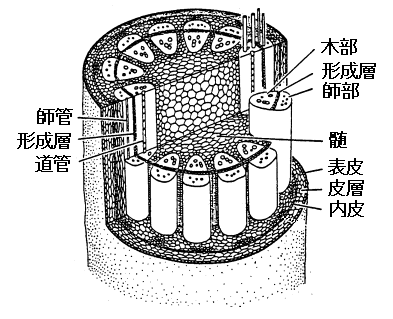 茎の断面図