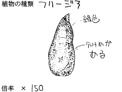 フリージアのスケッチ