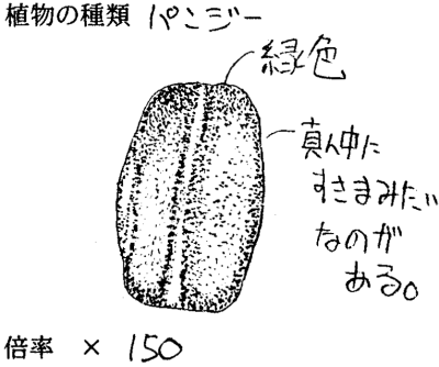 パンジーのスケッチ