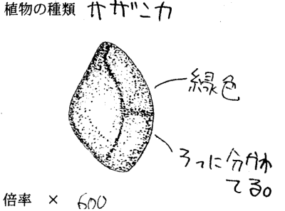 サザンカのスケッチ