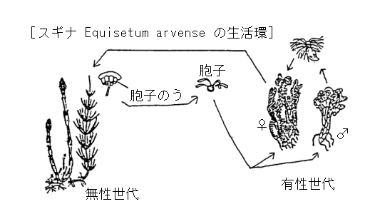 スギナの生活環