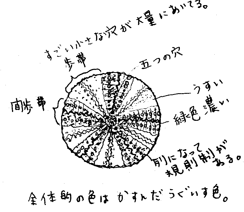 殻上面のスケッチ