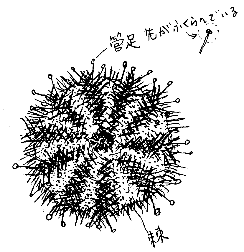 バフンウニ上面のスケッチ